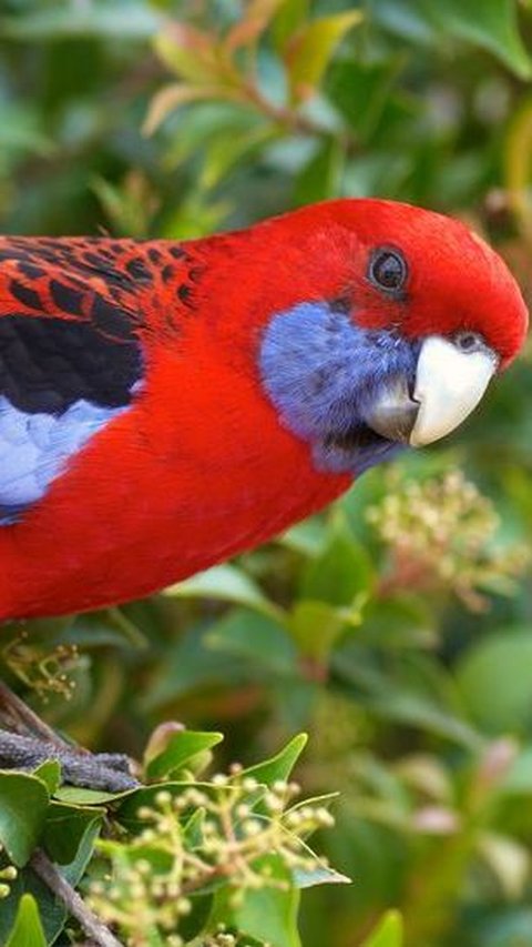 12. Burung Rosella Merah