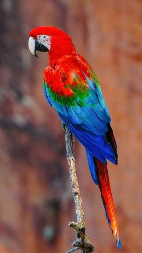 16. Red Macaw Bird