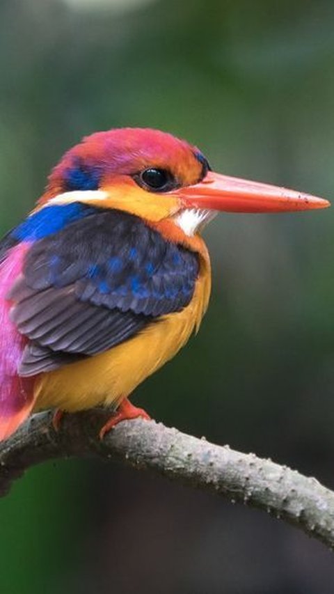 21. Dwarf Black-backed Kingfisher