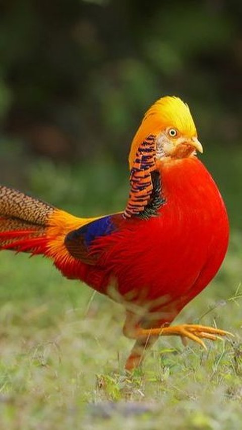 24. Golden Parrot