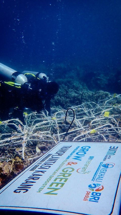 FOTO: BRI Menanam Grow & Green Bantu Jaga Ekosistem Laut di Pantai Ujung Bulo Mamuju