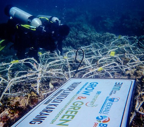 FOTO: BRI Menanam Grow & Green Bantu Jaga Ekosistem Laut di Pantai Ujung Bulo Mamuju