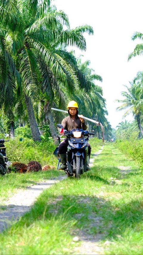 Garap Proyek Strategis Nasional di Kalimantan, PTPN Grup Dapat Keringanan Pajak