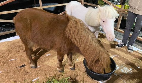 Zoonimals: Mini Kebun Binatang di Dalam Mall