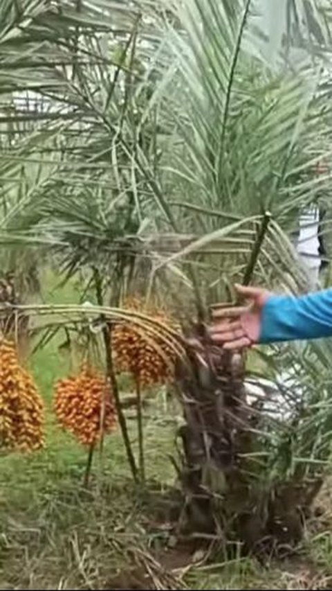 Tidak Perlu ke Arab Saudi, Beginilah Kebun Kurma di Jember Jawa Timur Buahnya Begitu Lebat<br>