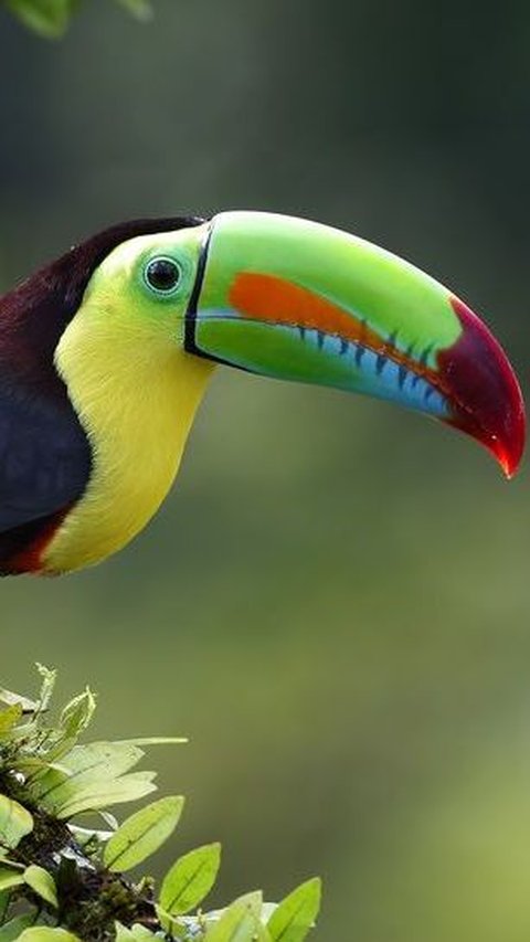 1. Burung Toucan Paruh Pelangi