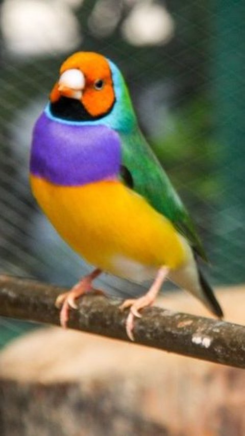 3. Burung Kutilang Gouldian