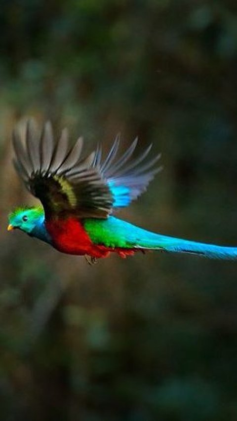 9. Burung Quetzal