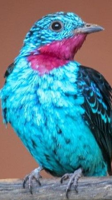 10. Burung Cotinga yang Berkilau