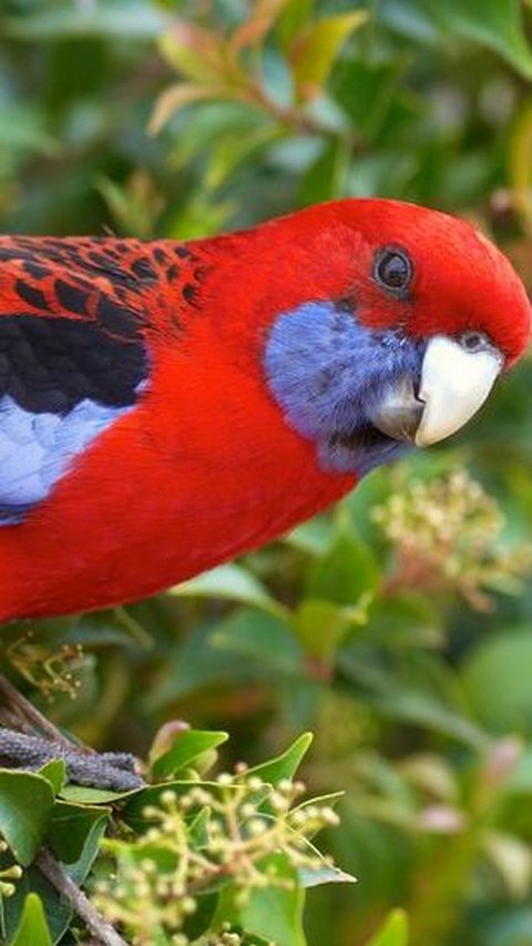 12. Burung Rosella Merah