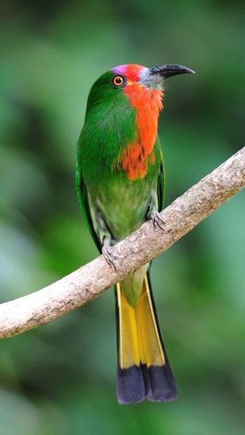 14. Burung Pemakan Lebah Berjanggut Merah