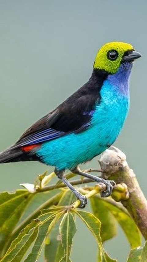 15. Burung Paradise Tanager