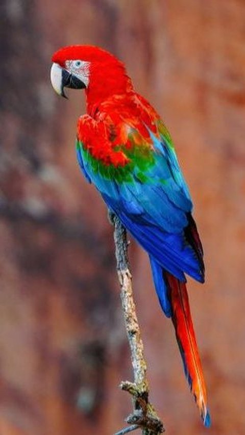 16. Burung Macaw Merah