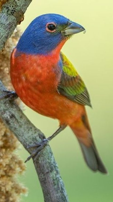 18. Burung Painted Bunting