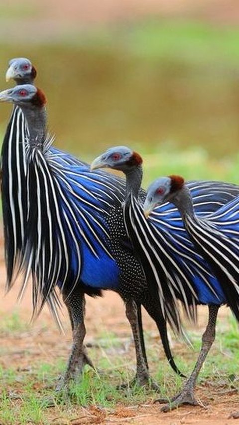 22. Burung Guineafowl Vulturine