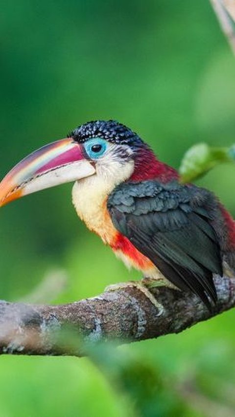 23. Burung Aracari Jambul Keriting