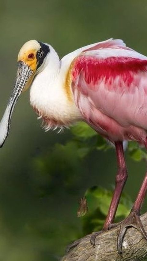 26. Burung Paruh Sendok Mawar