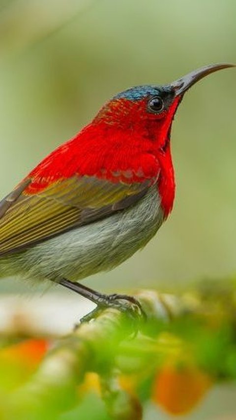 29. Burung Matahari Merah