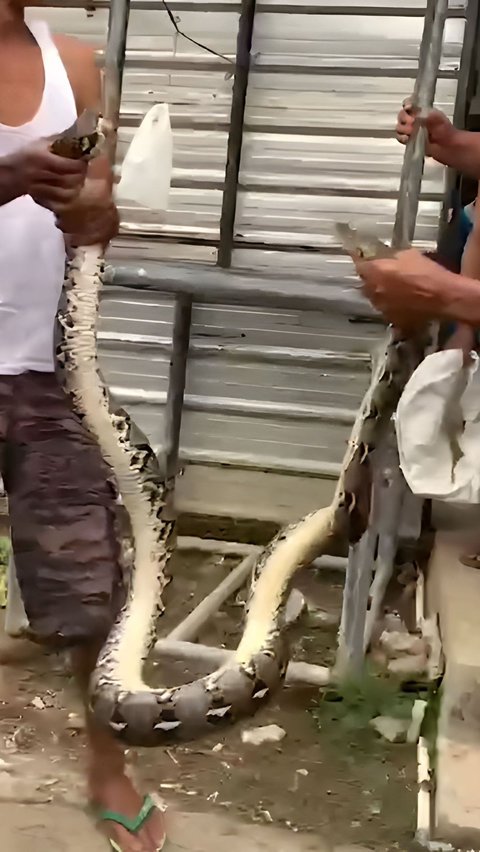 Sensational! Video of the Capture of a Two-Headed Python Snake in a Resident's House in Purbalingga Confuses Netizens