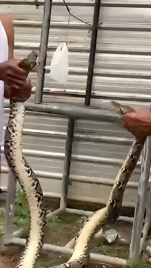 Sensational! Video of the Capture of a Two-Headed Python Snake in a Resident's House in Purbalingga Confuses Netizens