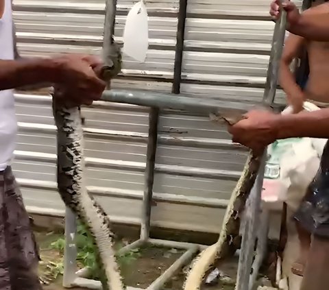 Sensational! Video of the Capture of a Two-Headed Python Snake in a Resident's House in Purbalingga Confuses Netizens