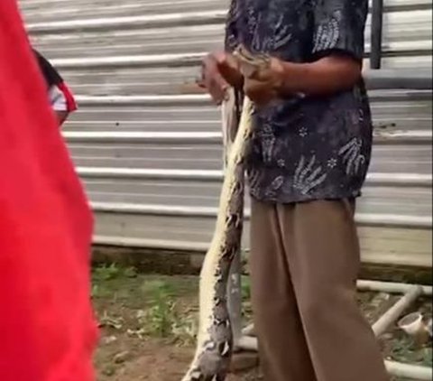 Sensational! Video of the Capture of a Two-Headed Python Snake in a Resident's House in Purbalingga Confuses Netizens