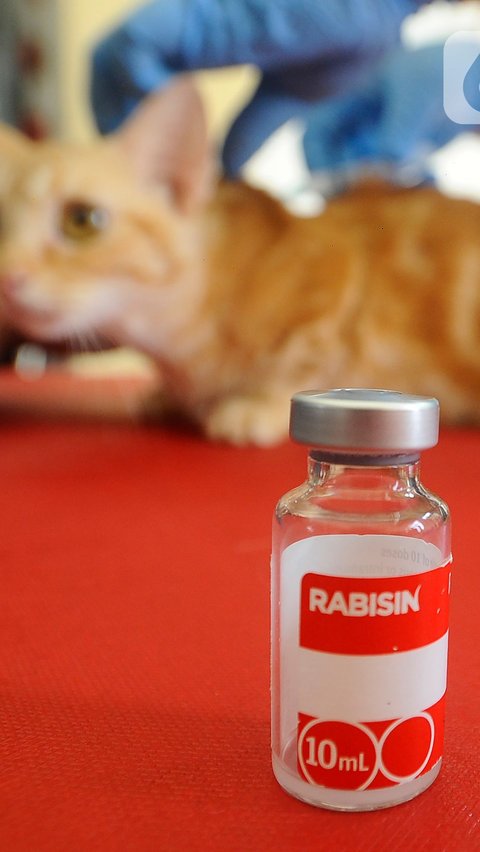 Ogah Disuntik Vaksin Rabies Usai Digigit Anjing, Bocah 6 Tahun di Empat Lawang Meninggal