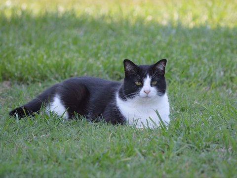 Cara Mengatasi Kucing Demam