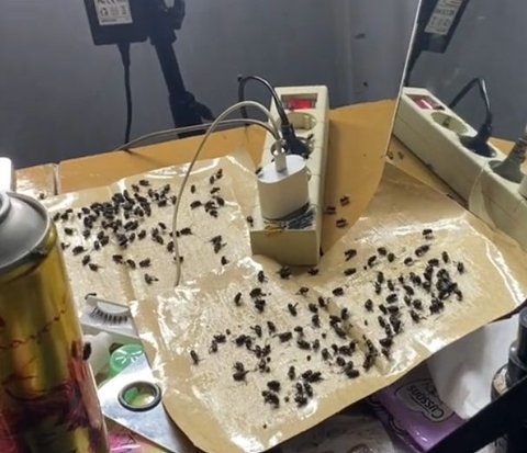 Make Up Artist Complains About Being Surrounded by Flies During Bridal Makeup