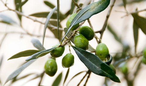 5. Olive