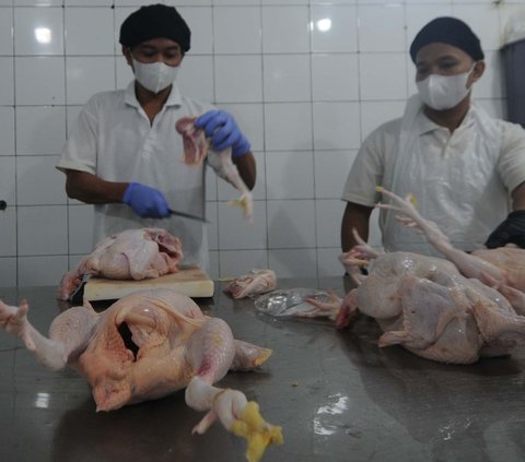 Salah satunya seperti di Rumah Potong Hewan (RPH) Rawa Kepiting ini. Sebanyak 15-25 ton ayam potong sudah untuk memenuhi pasokan lima wilayah  di DKI Jakarta seperti ayam potong fillet. Foto: merdeka.com / Imam Buhori<br>