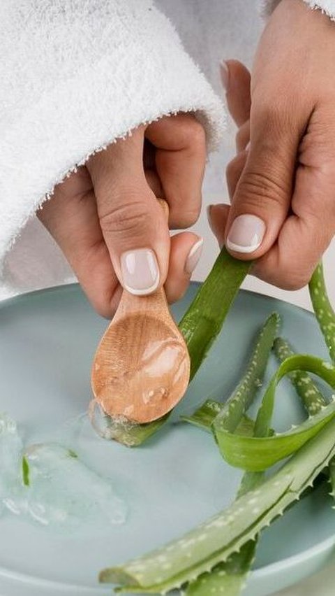 Aloe Vera yang Kaya Manfaat Sebagai Bahan Tambahan