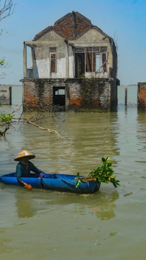 FOTO: Semangat Wanita Mangrove Tetap Bertahan di Rumahnya yang Dikelilingi Laut