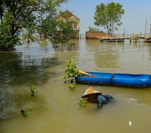 FOTO: Semangat Wanita Mangrove Tetap Bertahan di Rumahnya yang Dikelilingi Laut