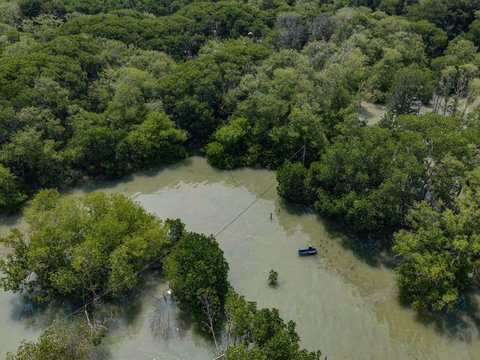 FOTO: Semangat Wanita Mangrove Tetap Bertahan di Rumahnya yang Dikelilingi Laut