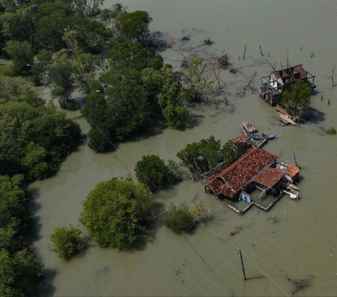 FOTO: Semangat Wanita Mangrove Tetap Bertahan di Rumahnya yang Dikelilingi Laut