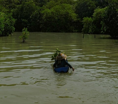 FOTO: Semangat Wanita Mangrove Tetap Bertahan di Rumahnya yang Dikelilingi Laut