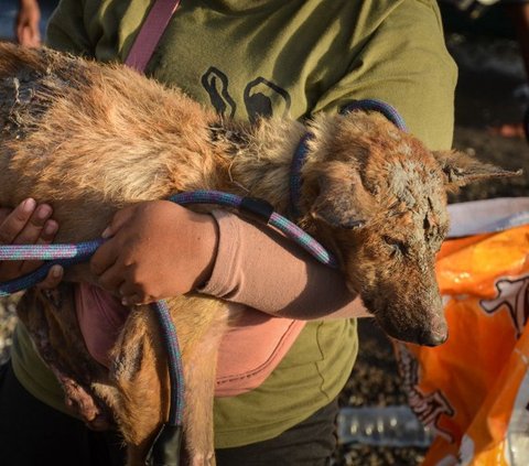 Perginya penduduk desa atas perintah evakuasi membuat anjing dan kucing di kawasan tersebut menjadi terlantar. 