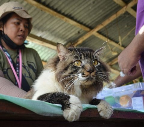 FOTO: Aksi Relawan Evakuasi Anjing dan Kucing Terlantar di Desa-Desa Terdampak Erupsi Gunung Ruang