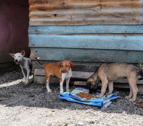 FOTO: Aksi Relawan Evakuasi Anjing dan Kucing Terlantar di Desa-Desa Terdampak Erupsi Gunung Ruang