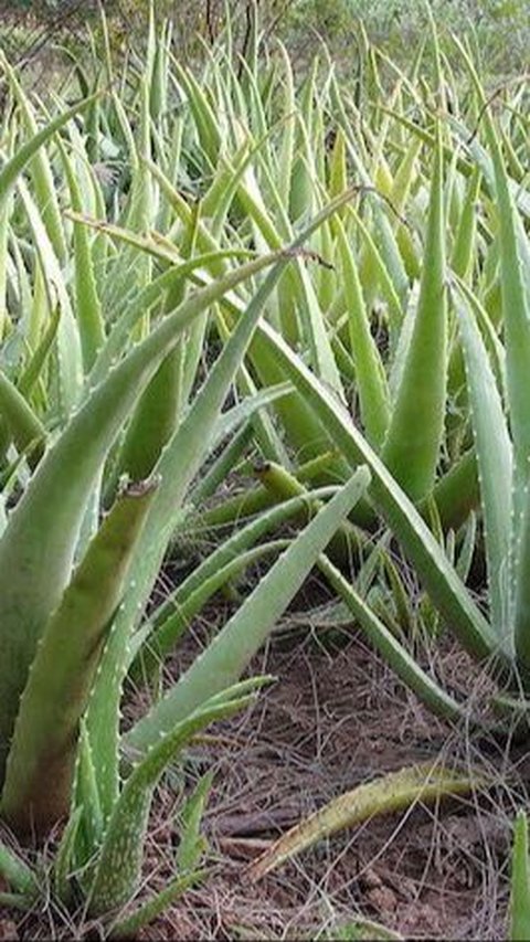 Aloe Barbadensis Miller