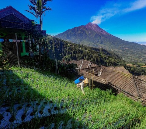 FOTO: Potret Warga Dusun Tempel dan Dusun Bentrokan Hidup di Dataran Tinggi dengan Kemiringan Mendebarkan