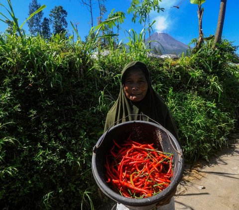 FOTO: Harga Cabai Merah Turun Rp 30 Ribu Seiring Panen Melimpah di Boyolali