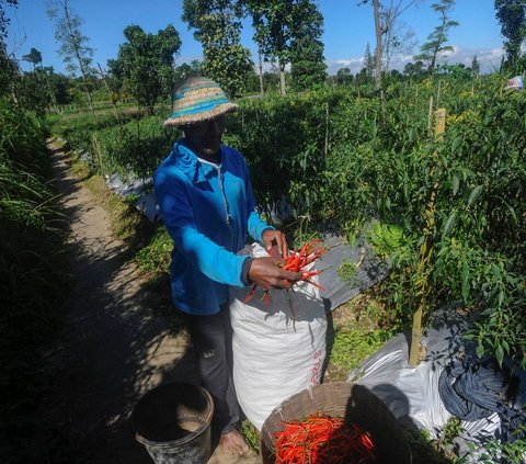 FOTO: Harga Cabai Merah Turun Rp 30 Ribu Seiring Panen Melimpah di Boyolali