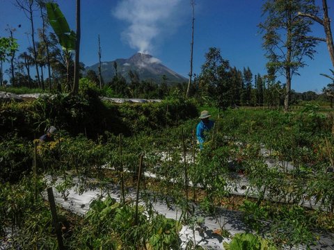 Warga memanen cabe merah dengan latar belakang gunung Merapi  di Desa Jerakah,Boyolali, Jawa Tengah, Senin (06/05/2024).  Harga cabe merah di tingkat petani saat ini mengalami penurunan dari semula Rp 70 ribu per kg menjadi Rp 40 ribu per kg seiring panen di tingkat petani yang banyak.