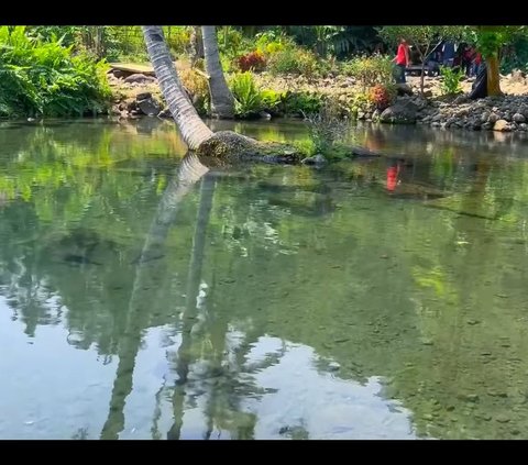 “Wuih sempurna, jadi dari dua kolam di sana, satunya untuk penampungan air satunya sumbernya. Dan ini beningnya sempurna,” kata vlogger wisata di kanal YouTube Udar1der Channel, dikutip merdeka.com, Senin (6/5).