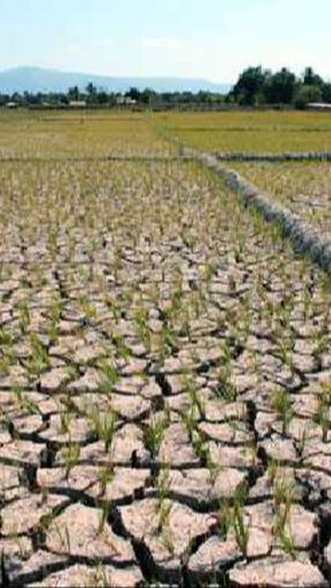 Kekeringan tidak hanya menyebabkan berkurangnya pasokan air bersih untuk masyarakat, tetapi juga menyebabkan masalah pertanian.