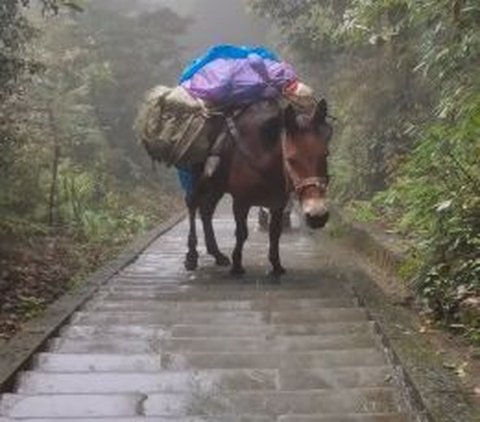 Miris, Video Kuda Sempoyongan Gara-Gara Bawa Barang Pendaki Terlalu Berat Sampai Tak Tega Melihatnya