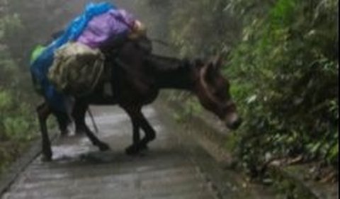 Dalam keterangan, disebutkan jika barang-barang yang dibawa oleh kuda tersebut ialah milik para pendaki gunung.