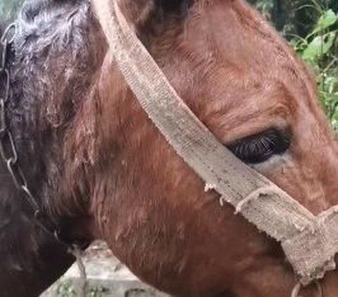 Miris, Video Kuda Sempoyongan Gara-Gara Bawa Barang Pendaki Terlalu Berat Sampai Tak Tega Melihatnya
